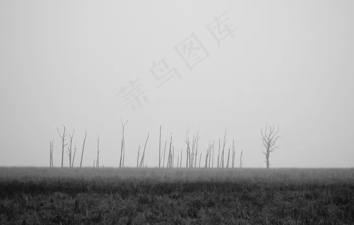 草，场，灰色，黑色和白色，树木