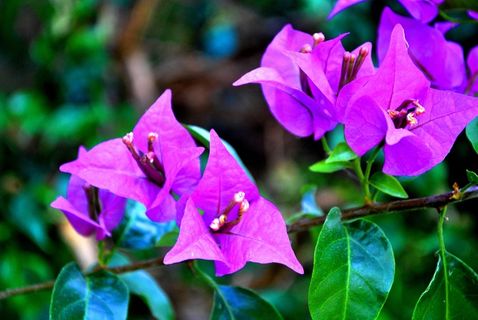 植物,蔬菜,自然,园艺,绿色,Pinguifolia 植物,蔬菜,自然,园艺,绿色,Pinguifolia