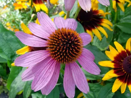 花，开花，盛开，粉红色，红色，太阳帽，紫锥菊