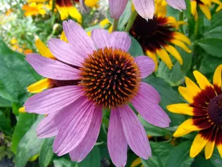 花，开花，盛开，粉红色，红色，太阳帽，紫锥菊