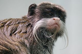 猴子，小，可爱