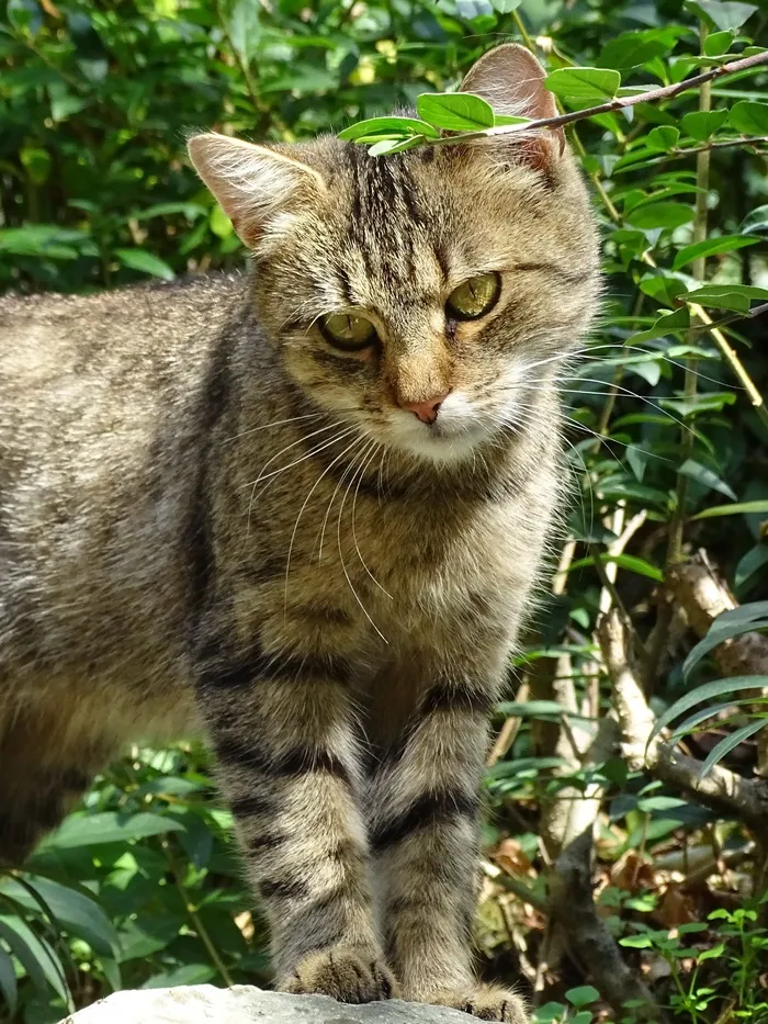 猫，保持警惕，查看，头，性质，手表