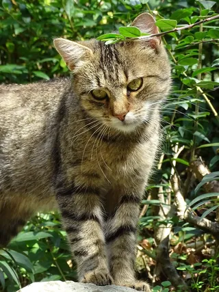 猫，保持警惕，查看，头，性质，手表