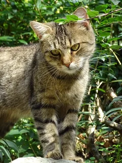 猫,保持警惕,查看,头,性质,手表 猫,保持警惕,查看,头,性质,手表