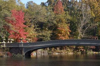 花园，华美，红色，叶子，冬季，彩色，异国情调