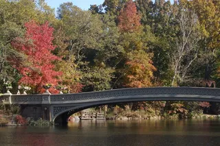 花园，华美，红色，叶子，冬季，彩色，异国情调