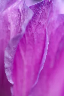 花瓣，紫，花，宏，自然