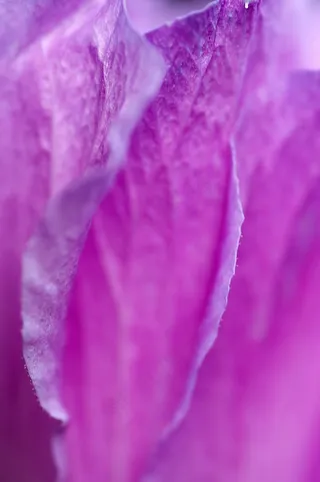 花瓣，紫，花，宏，自然