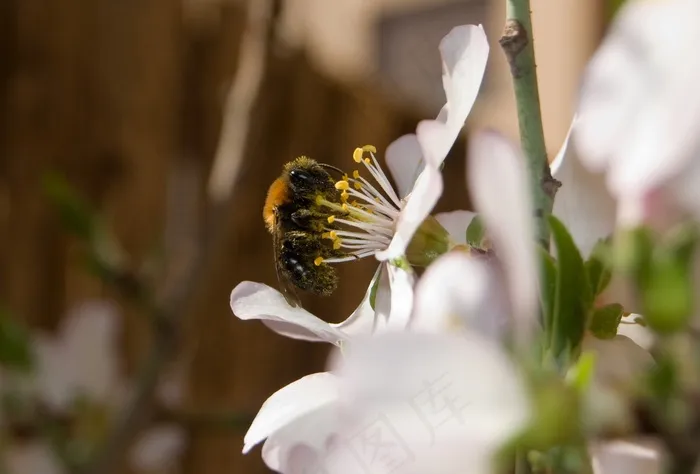 蜜蜂，杏仁树，昆虫
