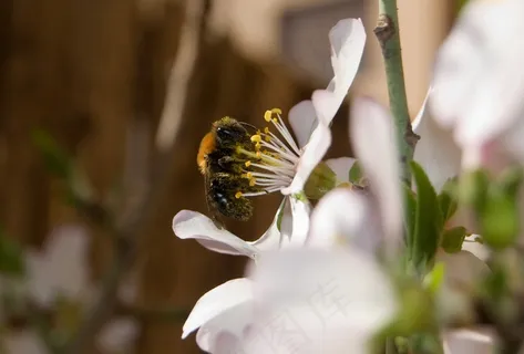 蜜蜂,杏仁树,昆虫 蜜蜂,杏仁树,昆虫