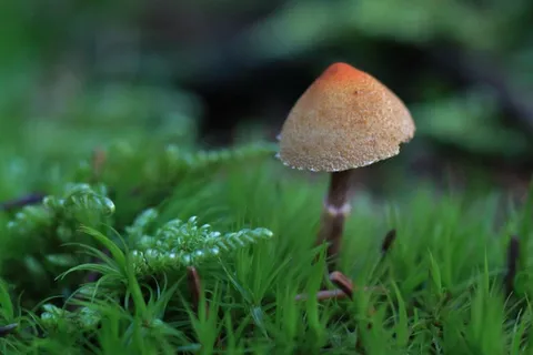 蘑菇,秋季,森林,绿色,苔,潮湿,植物 蘑菇,秋季,森林,绿色,苔,潮湿,植物