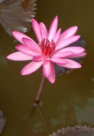 百合，睡莲，睡莲，花，性质，水