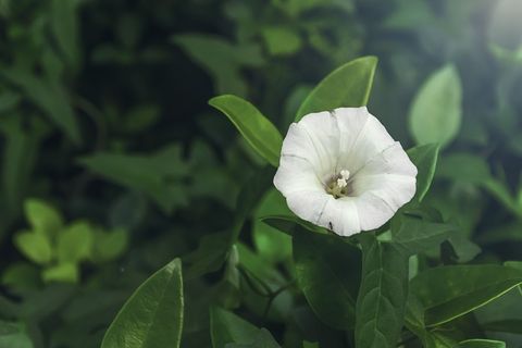 Calystegia，野花，植物，药用植物