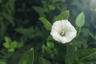 Calystegia，野花，植物，药用植物