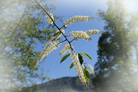 树，布什，自然，绿色，景观，植物，天空