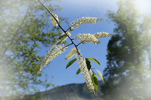树,布什,自然,绿色,景观,植物,天空 树,布什,自然,绿色,景观,植物,天空