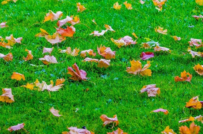 叶子，秋，秋天，枝，草，背景