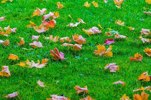 叶子,秋,秋天,枝,草,背景 叶子,秋,秋天,枝,草,背景