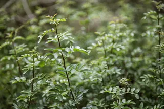 绿色，叶子，自然，叶子，植物，环境，夏天