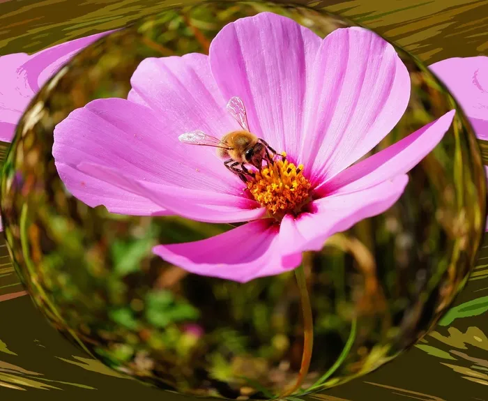 花，开花，关闭，粉红色，野花，蜜蜂
