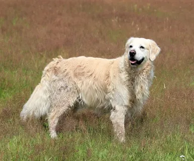 金毛寻回犬,狗,动物,宠物,乐趣 金毛寻回犬,狗,动物,宠物,乐趣