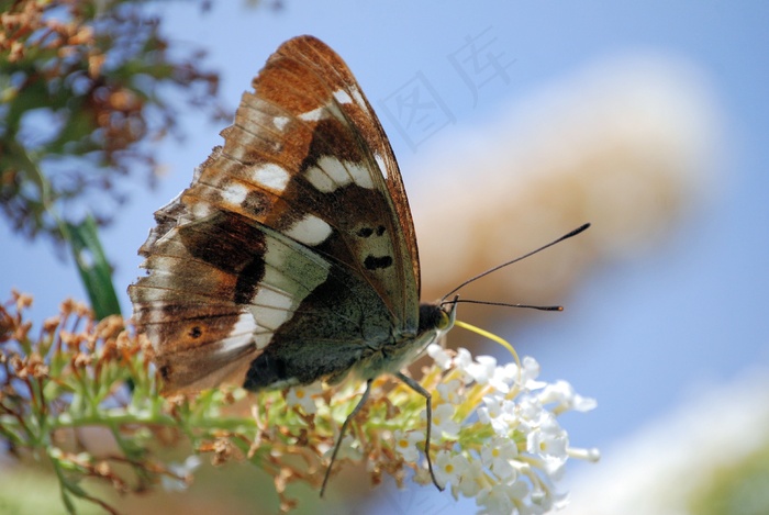 特写，醉鱼草，野花，花