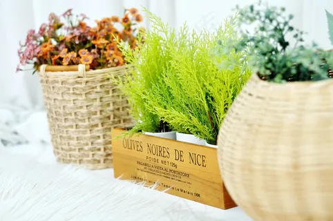 盆栽的植物，鲜花，抽象，周二萨，静物