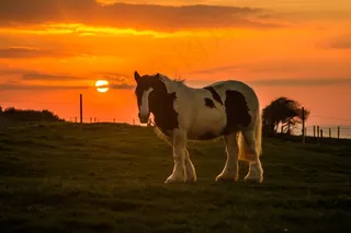 骗局，太阳，晚上