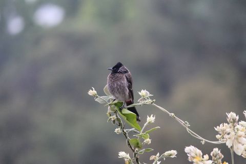 鸟，枝杈，花，自然，春天，动物，季节