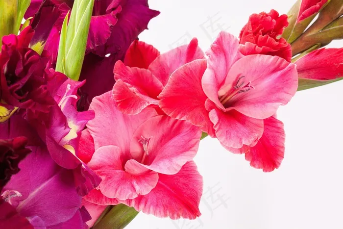 唐diol蒲，剑花，鸢尾科，粉红色，紫，绿色