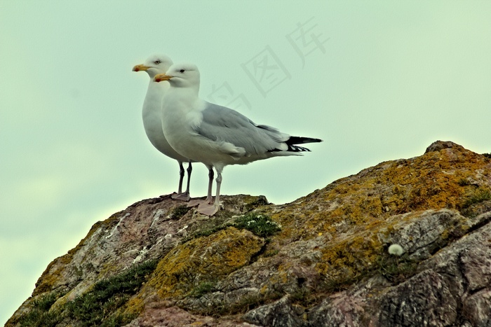 海鸥，鸟，沧海，海洋，海岸，性质，水，夏天
