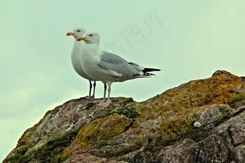 海鸥,鸟,沧海,海洋,海岸,性质,水,夏天 海鸥,鸟,沧海,海洋,海岸,性质,水,夏天