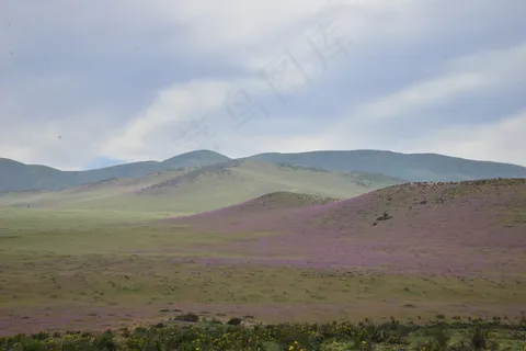 丘陵，开花沙漠，鲜花，紫色，花