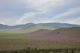 丘陵，开花沙漠，鲜花，紫色，花