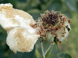 花，春天，玫瑰，雌蕊，干