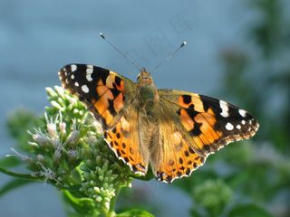 蝴蝶，橙色，彩绘女士，自然
