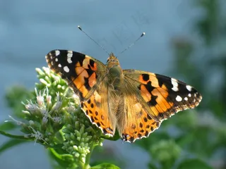 蝴蝶，橙色，彩绘女士，自然