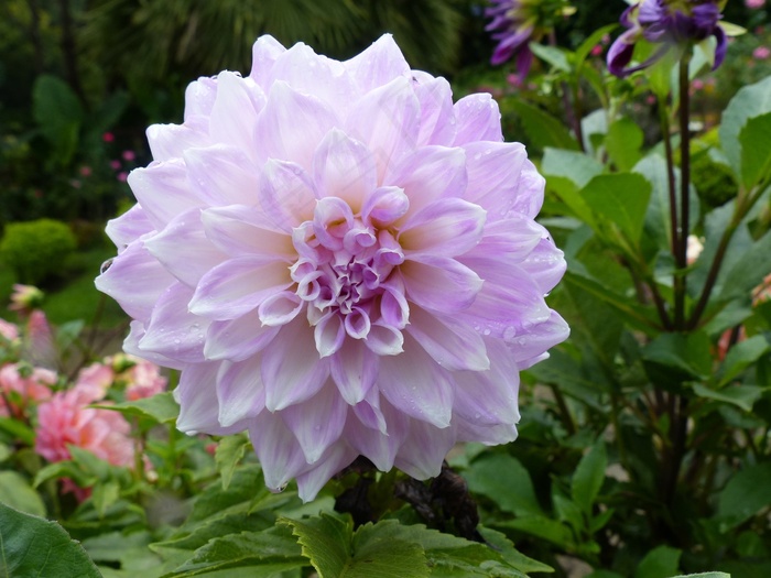 大丽花，花，紫色，花园，花的，宏，颜色