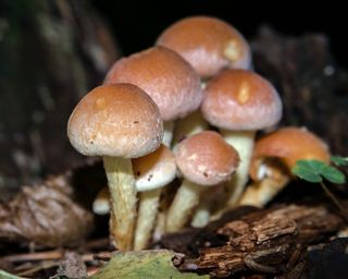 蘑菇，秋天，Hypoholoma Sublateritium，Schwefelkopf