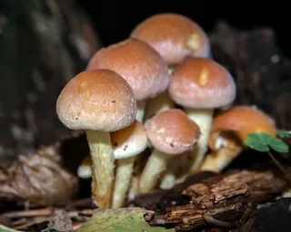 蘑菇，秋天，Hypoholoma Sublateritium，Schwefelkopf