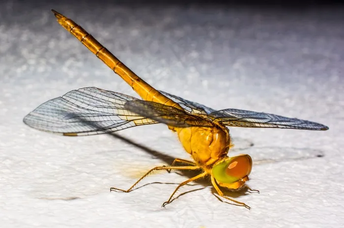 蜻蜓，昆虫，动物，关闭，翼，几丁质