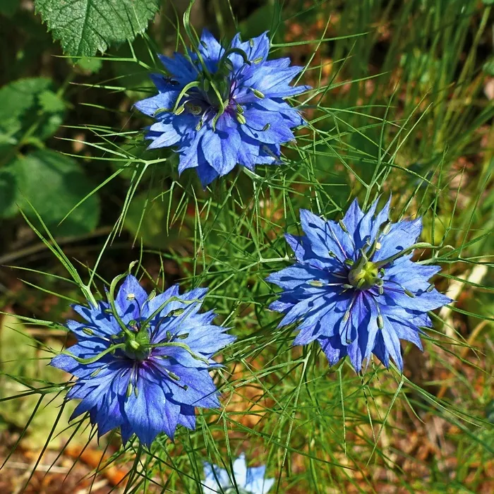 鲜花，自然，宏，春天，花园，蓝色，开花