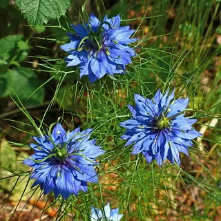 鲜花，自然，宏，春天，花园，蓝色，开花