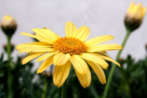 菊花，黄色，宏，鲜花，性质，植物