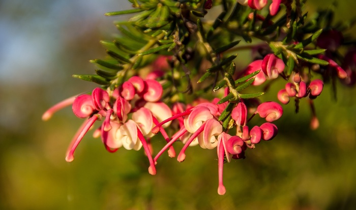 Grevillea，花，澳大利亚，本机，粉红色，红色，白色