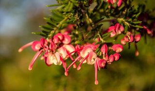 Grevillea，花，澳大利亚，本机，粉红色，红色，白色