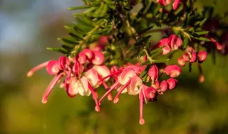 Grevillea，花，澳大利亚，本机，粉红色，红色，白色