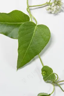 绿叶,叶子植物,花,藤,杂草 绿叶,叶子植物,花,藤,杂草