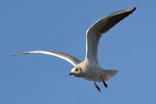 鸟，海鸥，蓝天，飞，空气