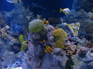 珊瑚礁，珊瑚礁，海绵，水族馆，水下